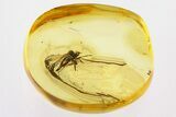 Detailed Fossil Dagger Fly (Empididae) In Baltic Amber #330697-1